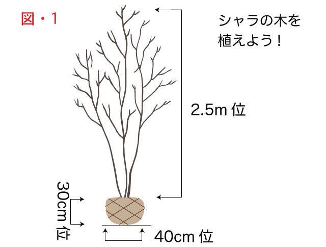 木の植え方で説明用の木の絵