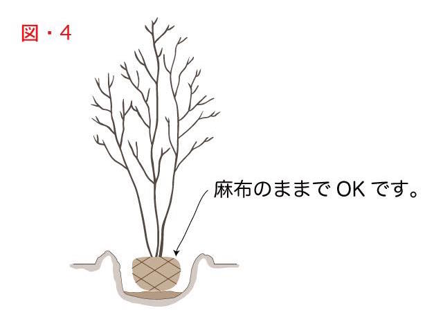 木の植え方で説明用の根が麻布で巻いている様子