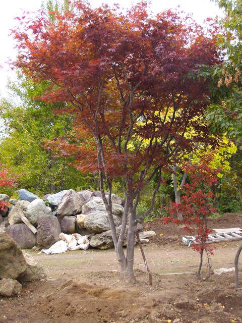 紅葉の木の移植成功の例