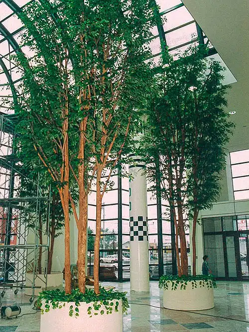 人工樹木ベンジャミン株立大型、2本が設置完了された様子