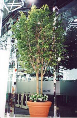 人工樹木ベンジャミン テラコッタプランター施工