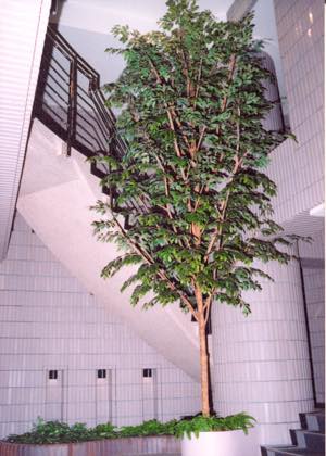 人工樹木ベンジャミン 狭いところの施工