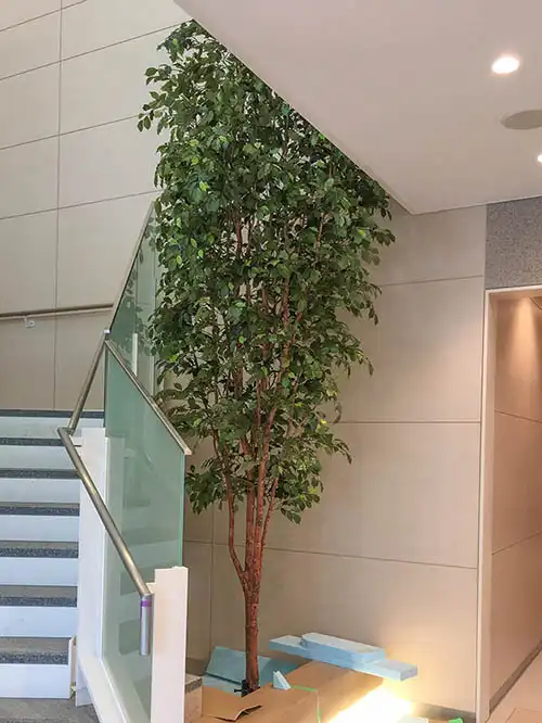 人工樹木ベンジャミン階段横スペースへの設置風景